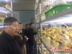 河南省領導陪同外商考察世紀香食用菌，共促農產品初加工發展